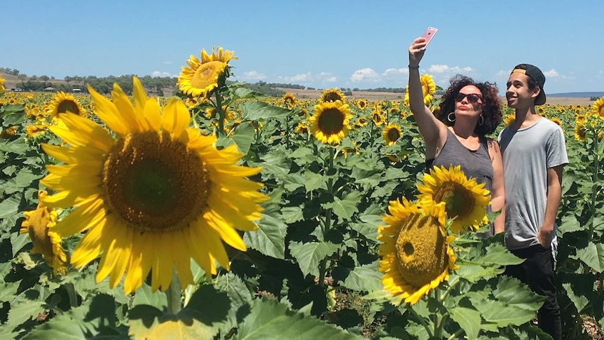 Sunflowers have attracted hundreds of tourists to the Darling Downs.