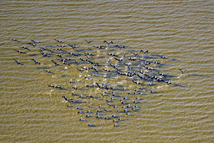 An aerial view of a flock of pelicans landing on a body of brown water.