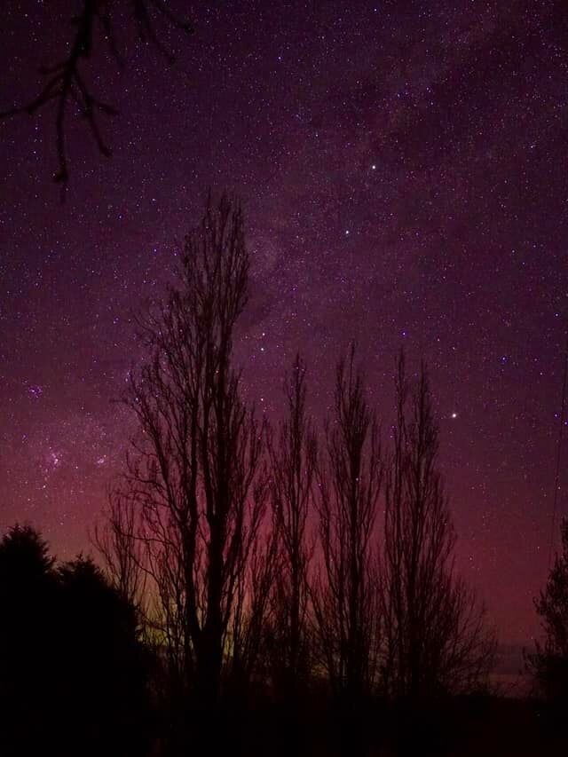 Pink and purple Aurora Australis in a starry sky behind poplar trees.