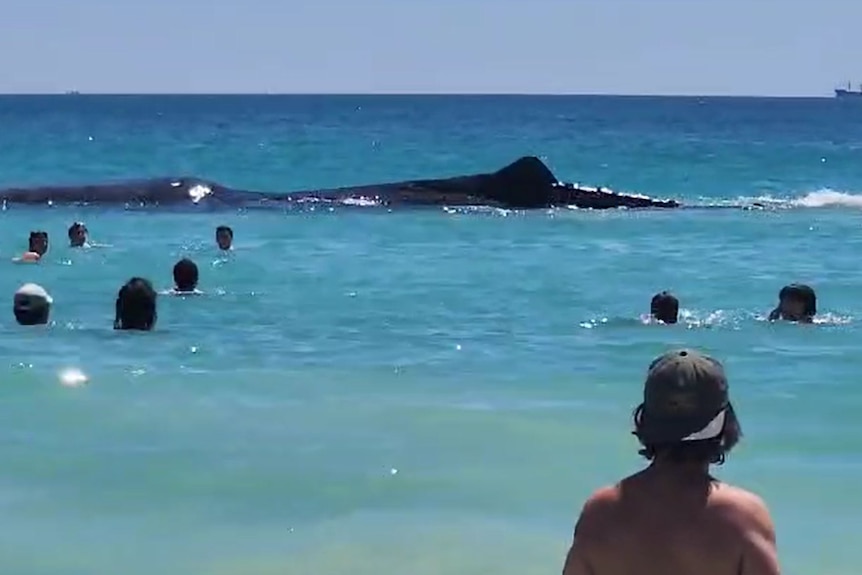 A large whale in water near swimmers. 
