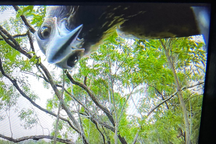 A screenshot of a curious eagle looking at the camera on a drone.