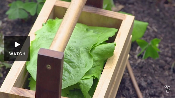 Wooden harvest basket filled with lettuce. Has Video