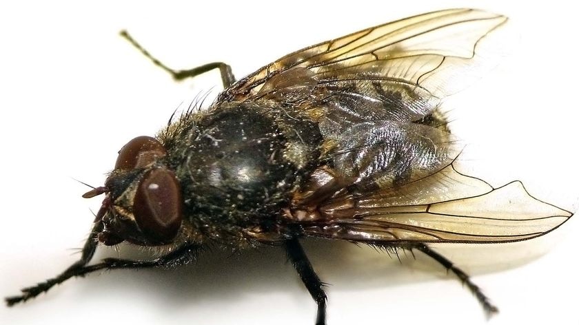 A fly