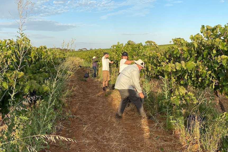 Four people pick red grapes off of a row of grape vines. 