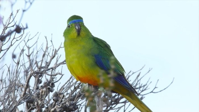 Brightly coloured parrot sitting on a tree branch