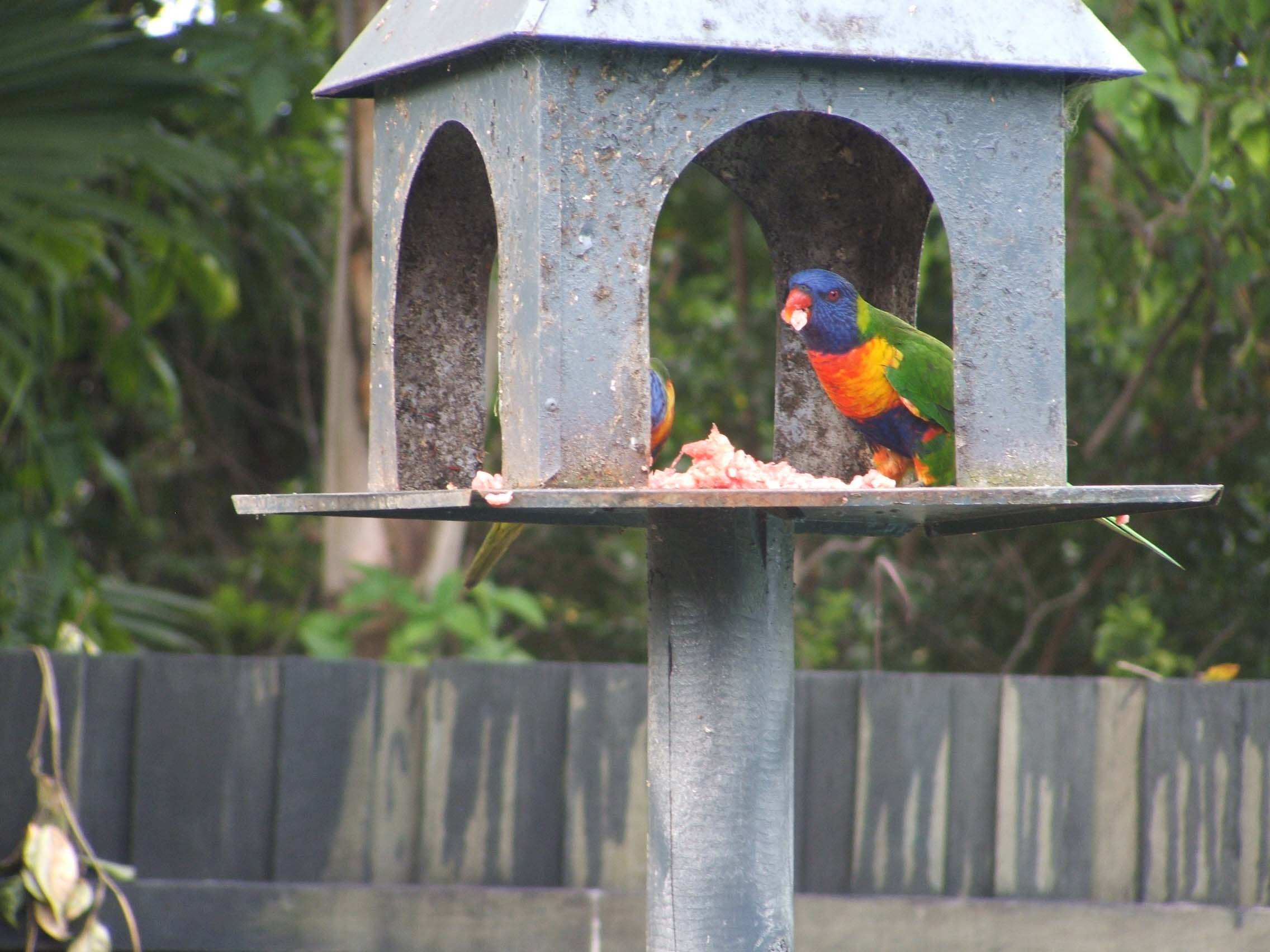 Meateating rainbow lorikeet study changes what scientists knew about