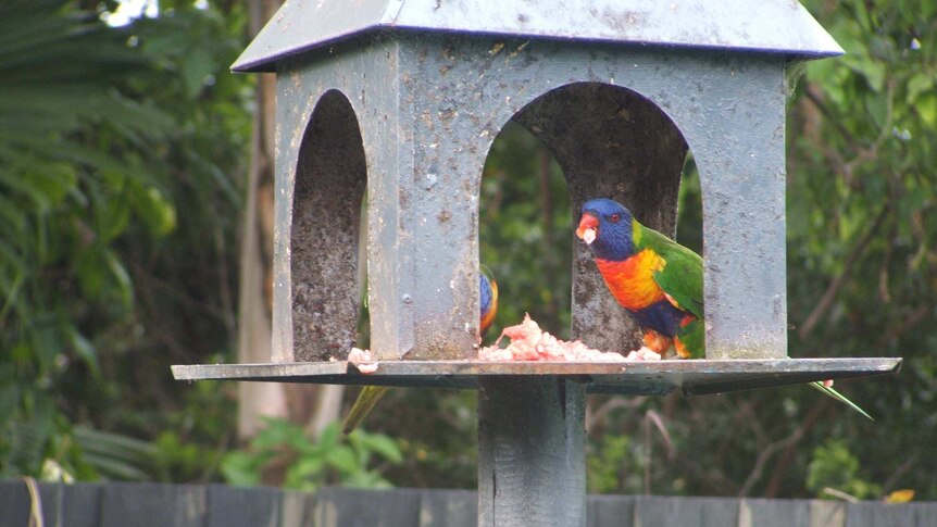 Two lorikeets eating meat