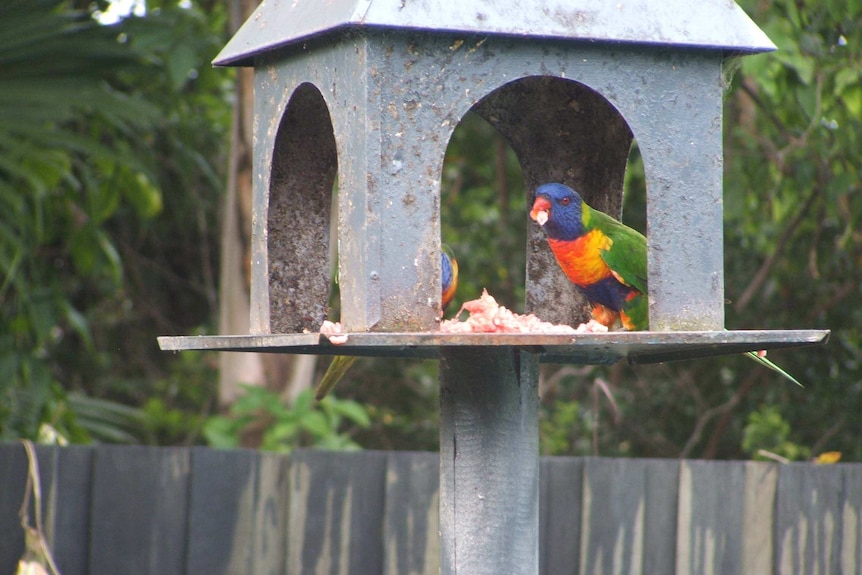 Scientists believe the lorikeets must get calcium from the meat.