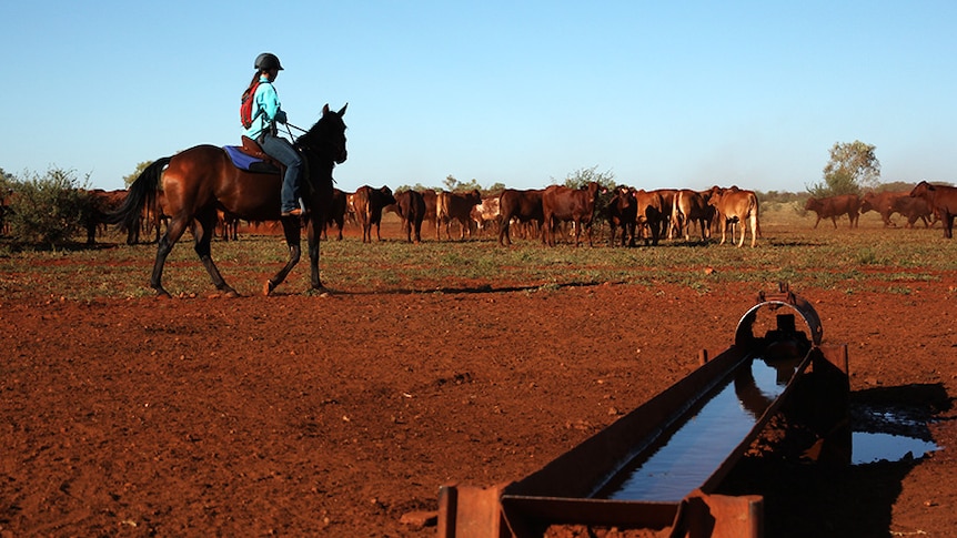 Northern cattle near a trough