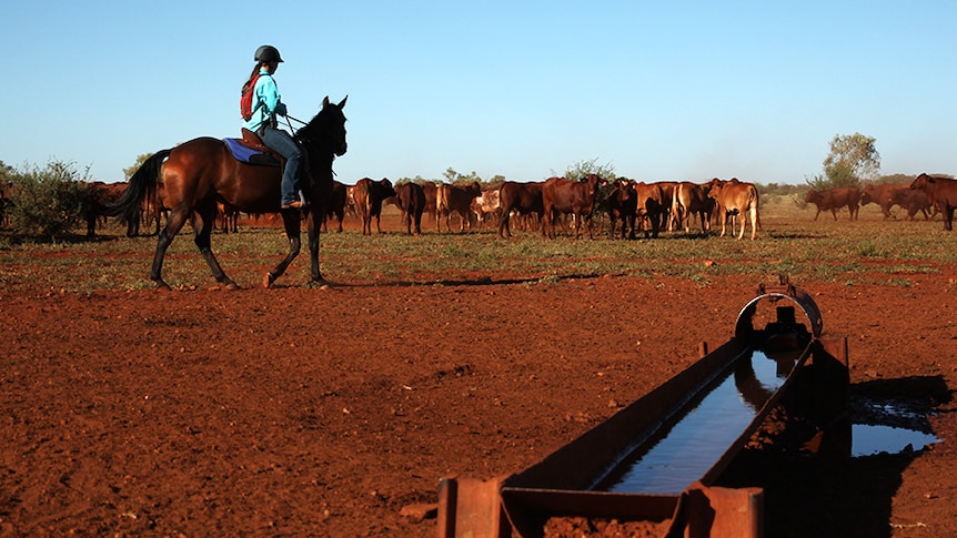 Cattle near trough