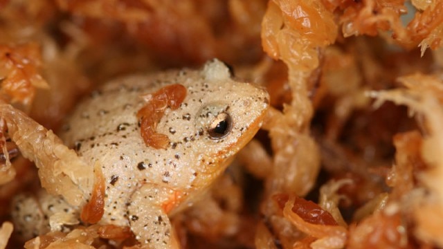 White-bellied frog