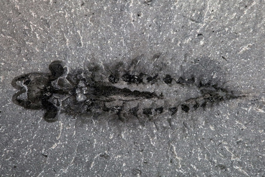 Closeup of a fossil