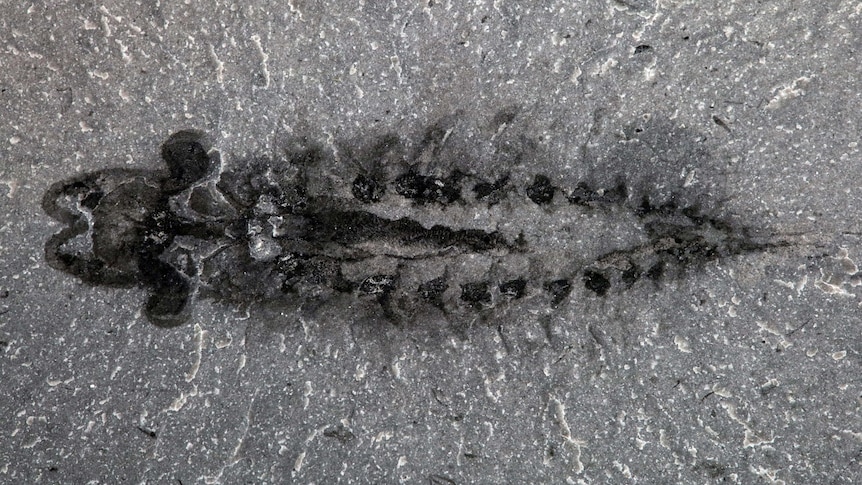 Closeup of a fossil
