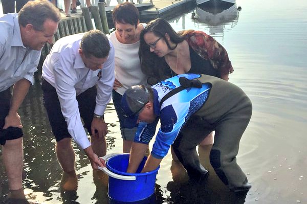 Barramundi are released into the Hazelwood Pondage