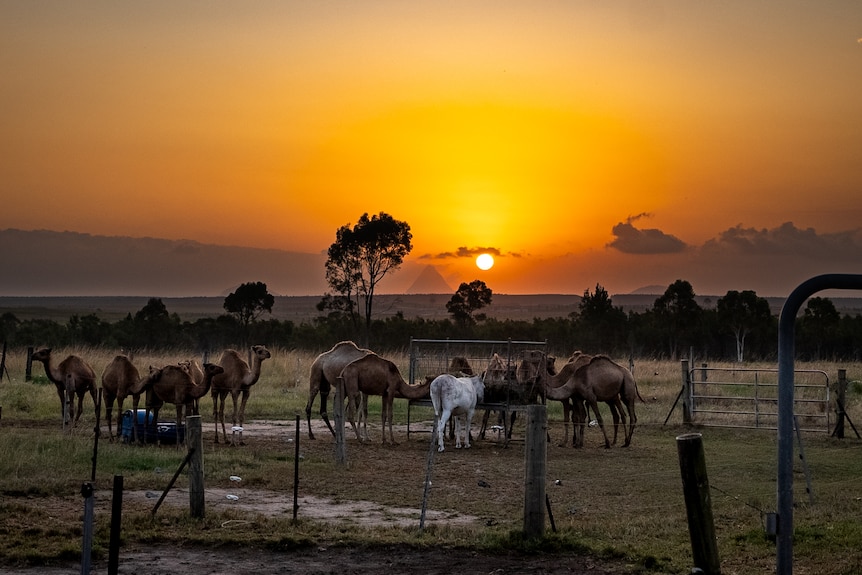 Photo of camels in a stockyard.