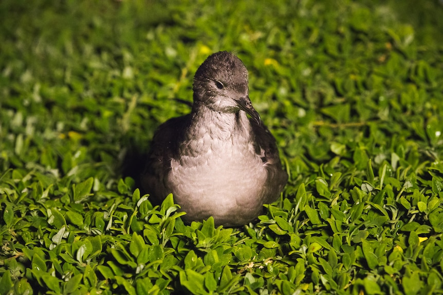 Close up of baby shearwater bird sitting in grass