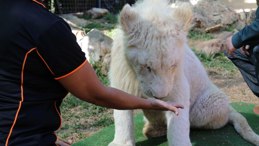 13-month-old white lion cub