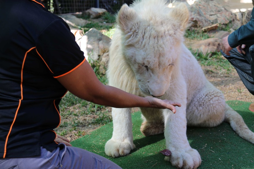 13-month-old white lion cub