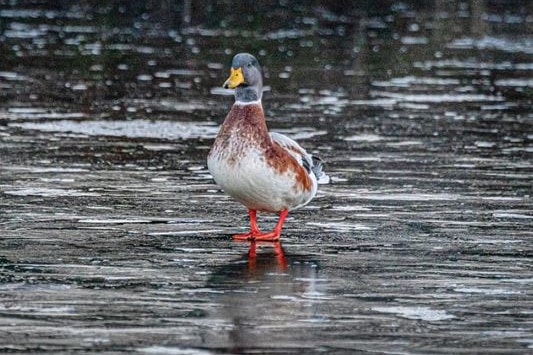 Duck standing on frozen Tasmanian river.