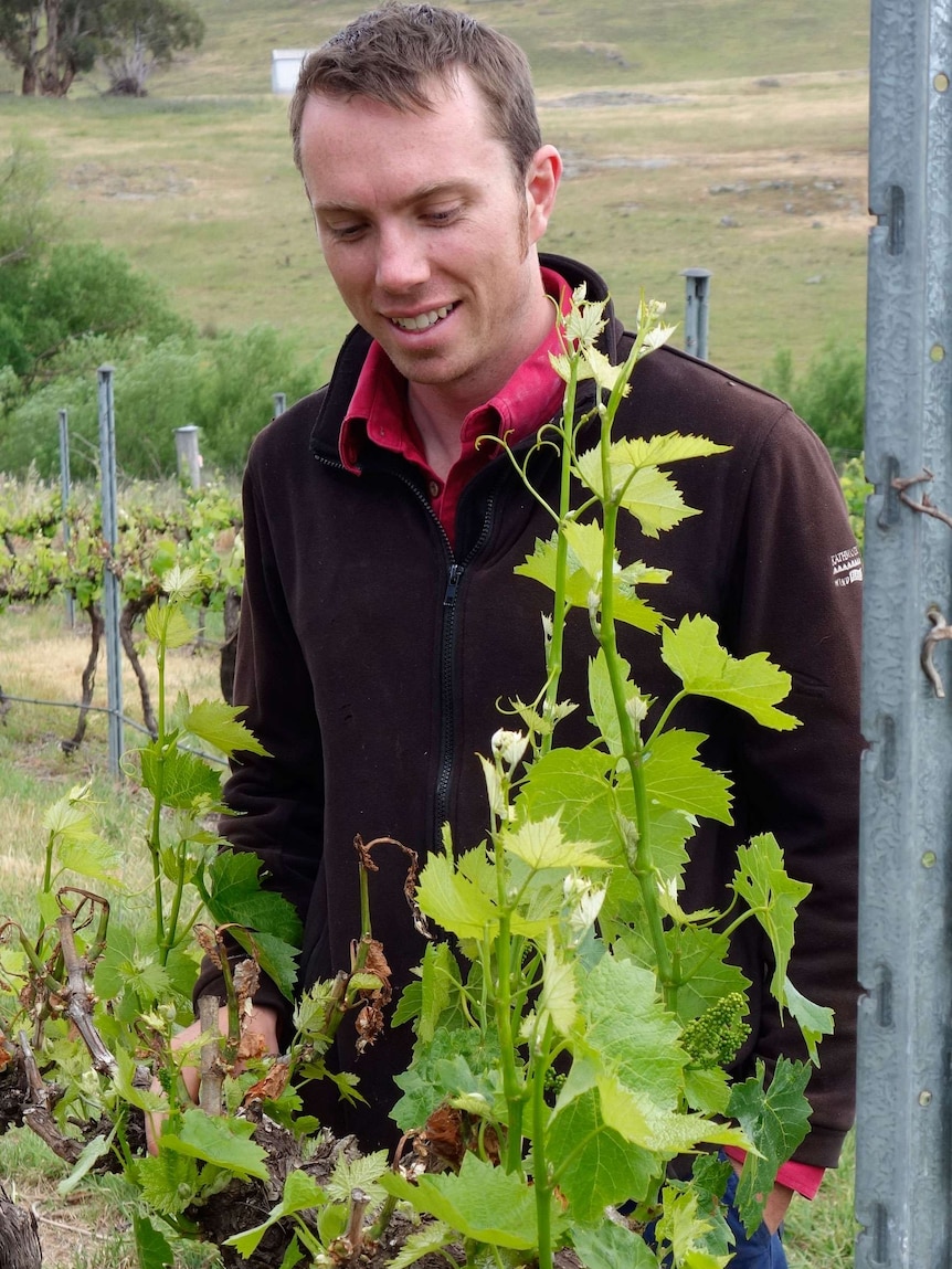 Murrumbateman grape grower John Collingwood lost 50 per cent of his crop to frost.