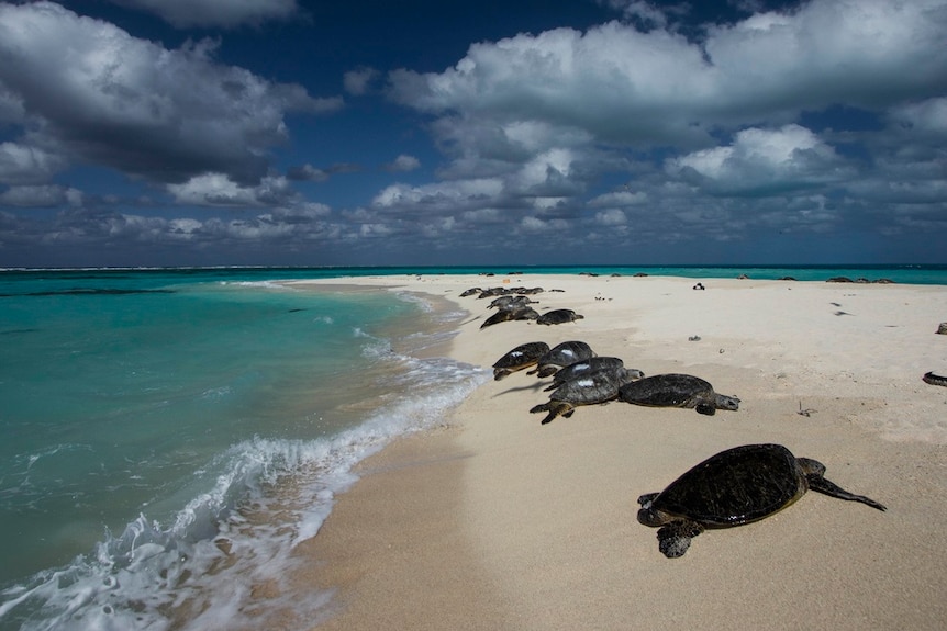Basking green sea turtles on sandy island.