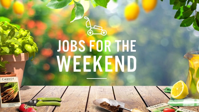 Lemons with text 'Jobs for the Weekend.'