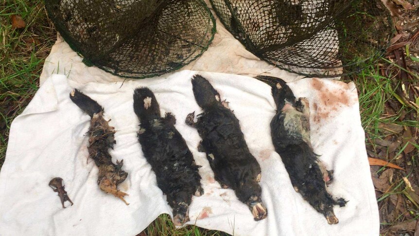 Five death platypuses displayed next to the traps which killed them.