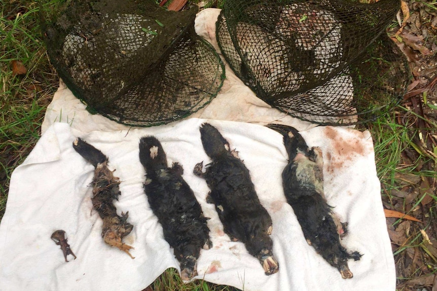 Five death platypuses displayed next to the traps which killed them.