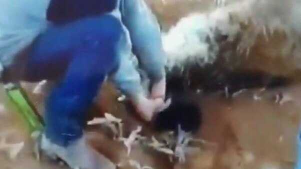 A blurry video still of a man, whose face has been pixelated, who appears to be holding a bloodied emu down by the neck.