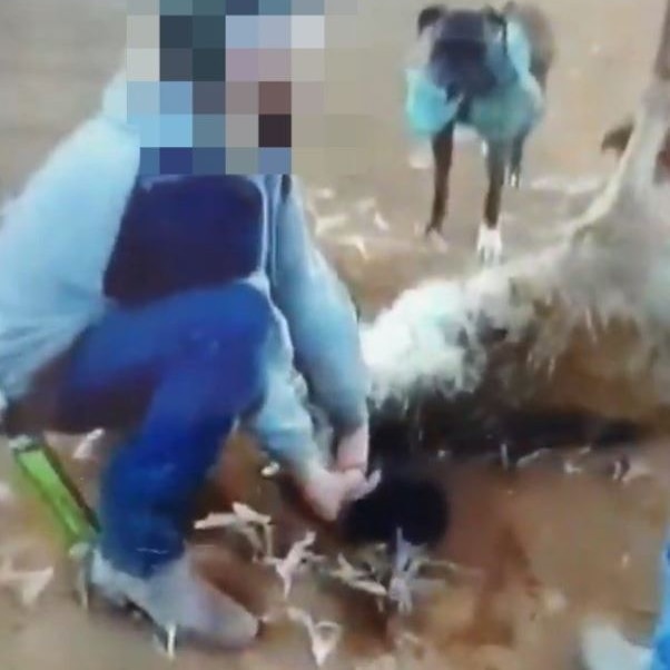 A blurry video still of a man, whose face has been pixelated, who appears to be holding a bloodied emu down by the neck.
