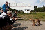 tourists crowd around a fox taking photos