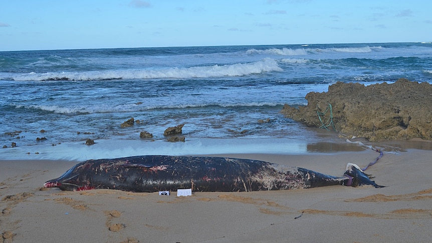 A dead bottlenose whale