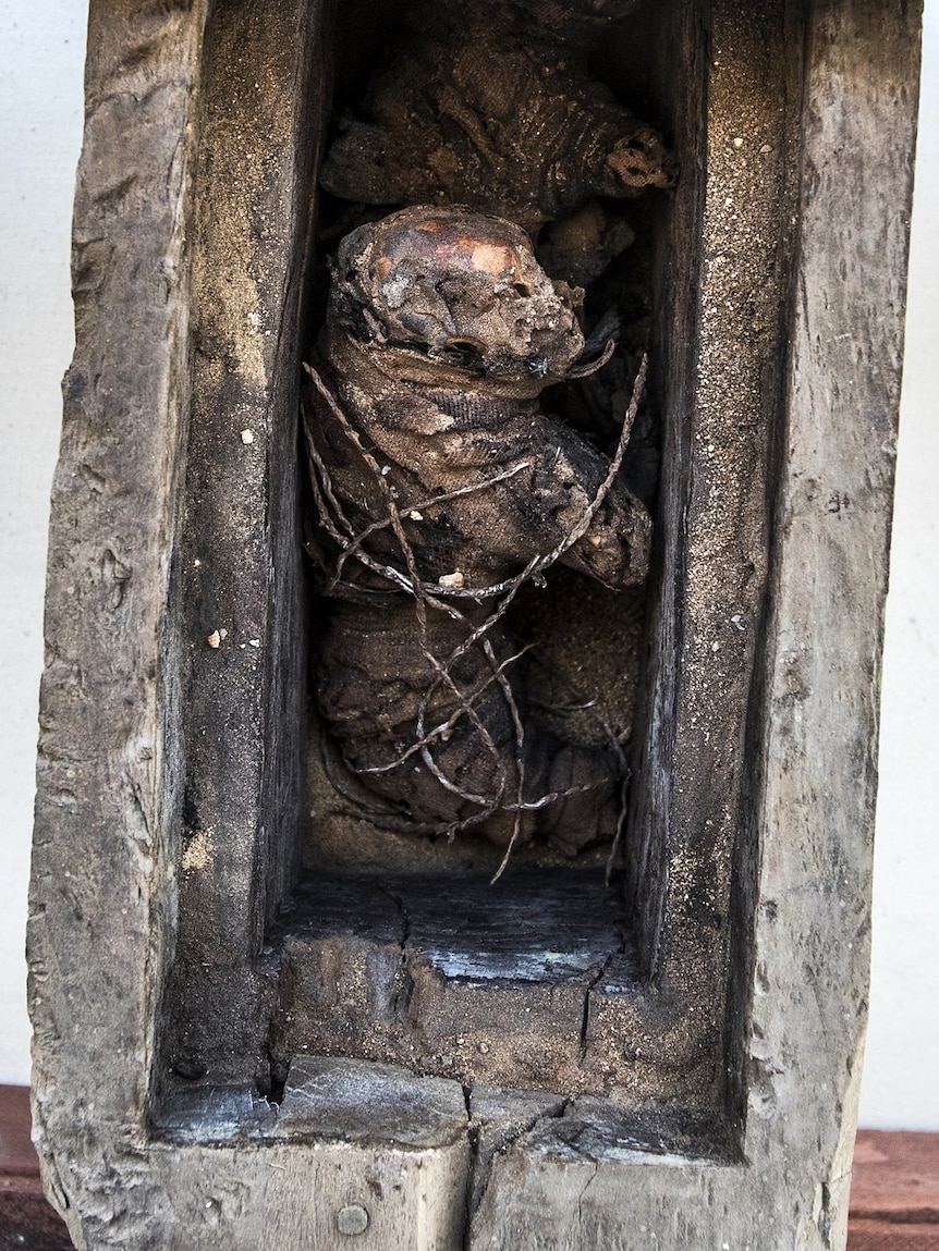 The mummy of a cat is displayed.