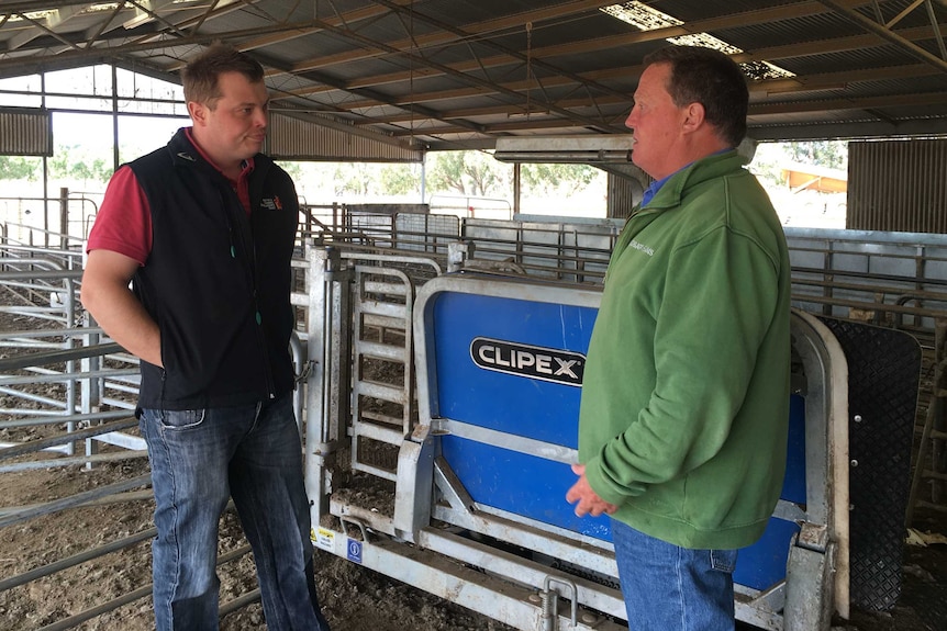 Two men in a shearing shed