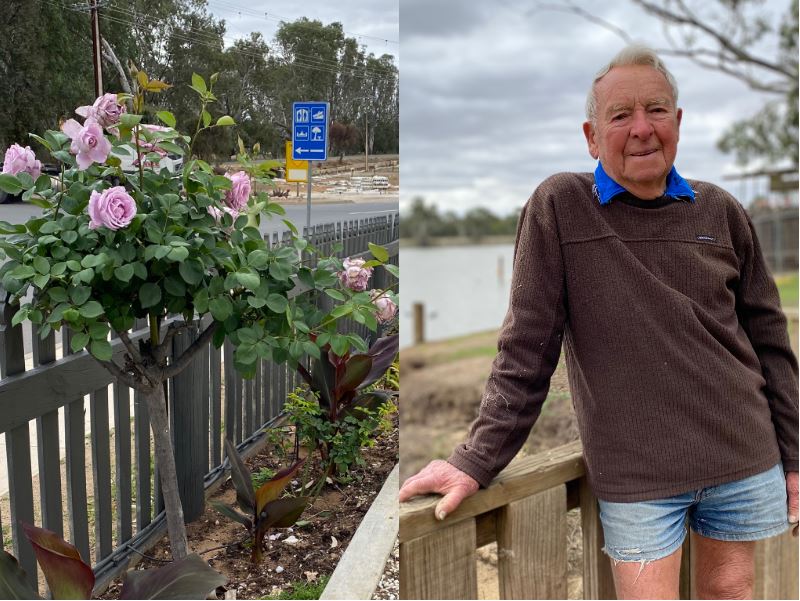 A composite picture with a pink rose bush on the left, and an older man in shorts on the right