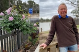A composite picture with a pink rose bush on the left, and an older man in shorts on the right