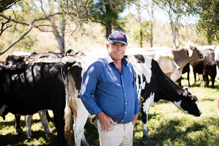 A man wearing a blue shirt and cap stands in front of black and white dairy cows. 