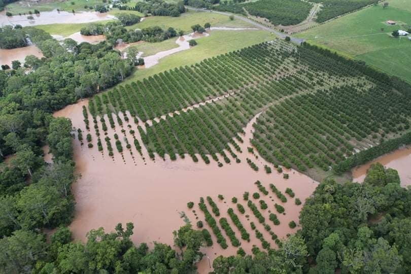 An aerial of a flooded macadamia orchard.