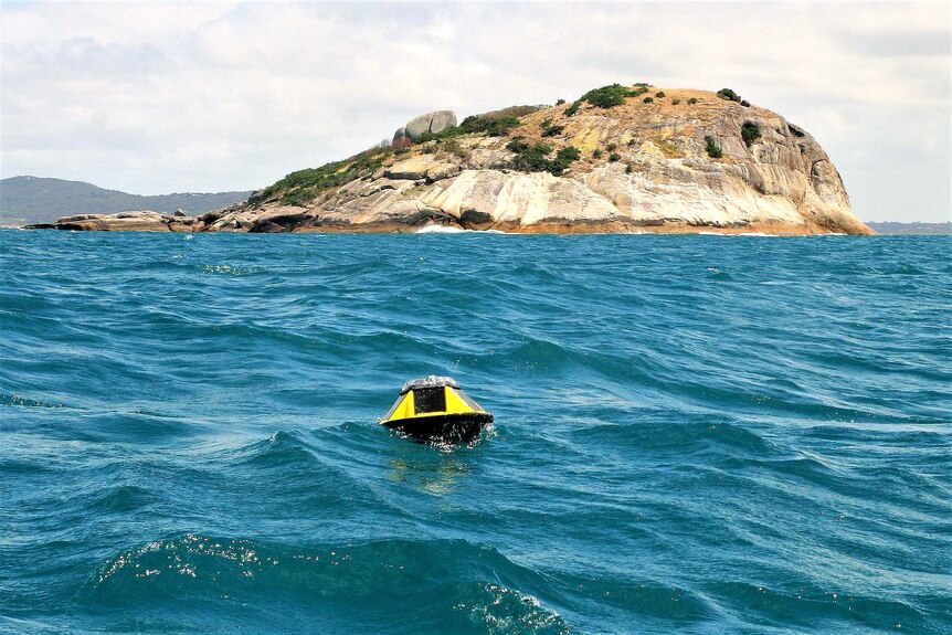 A black-and-yellow buoy in the ocean.