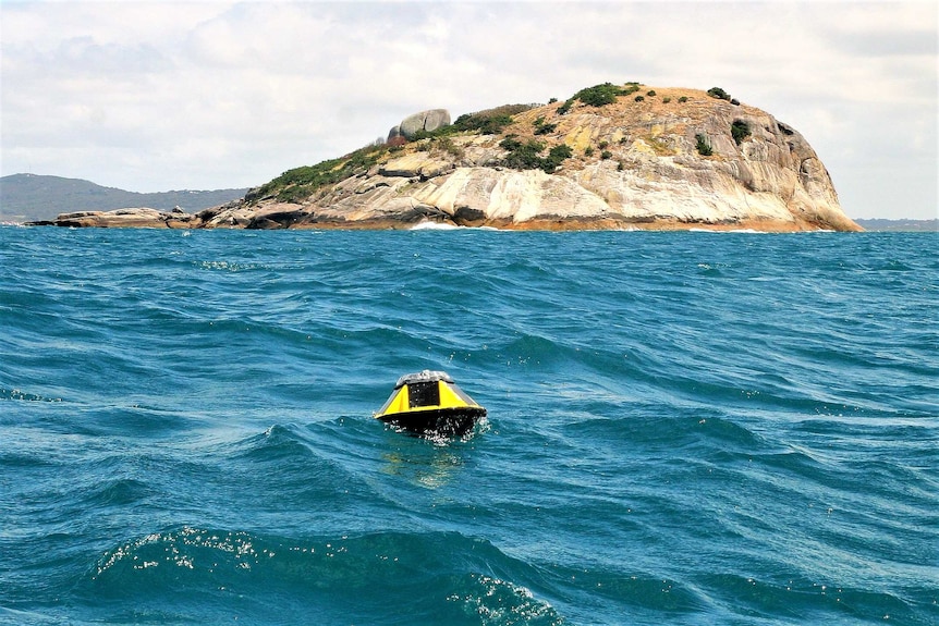 A black-and-yellow buoy in the ocean.