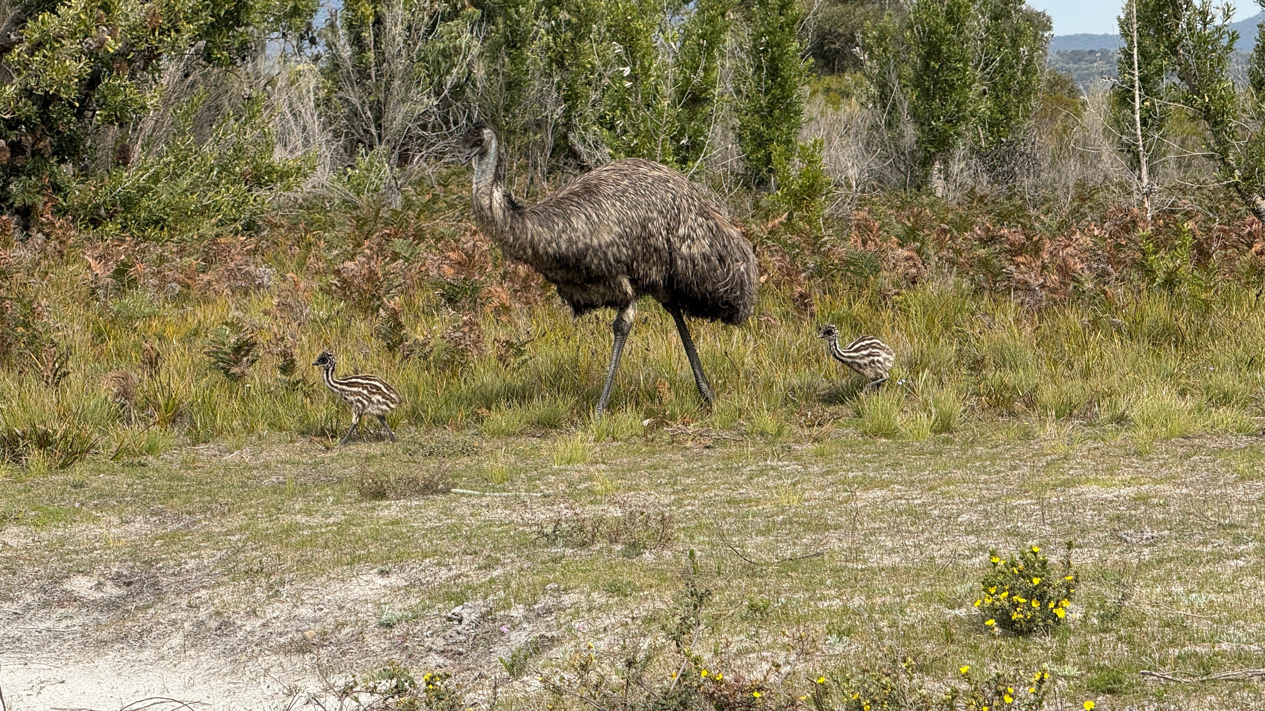 An adult emu accompanies two babies through scrub