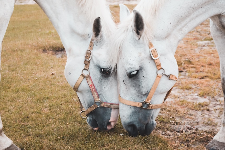 Two white horses touching heads together