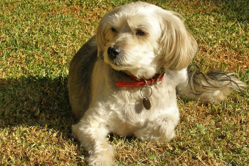 Molly is a small white-haired dog