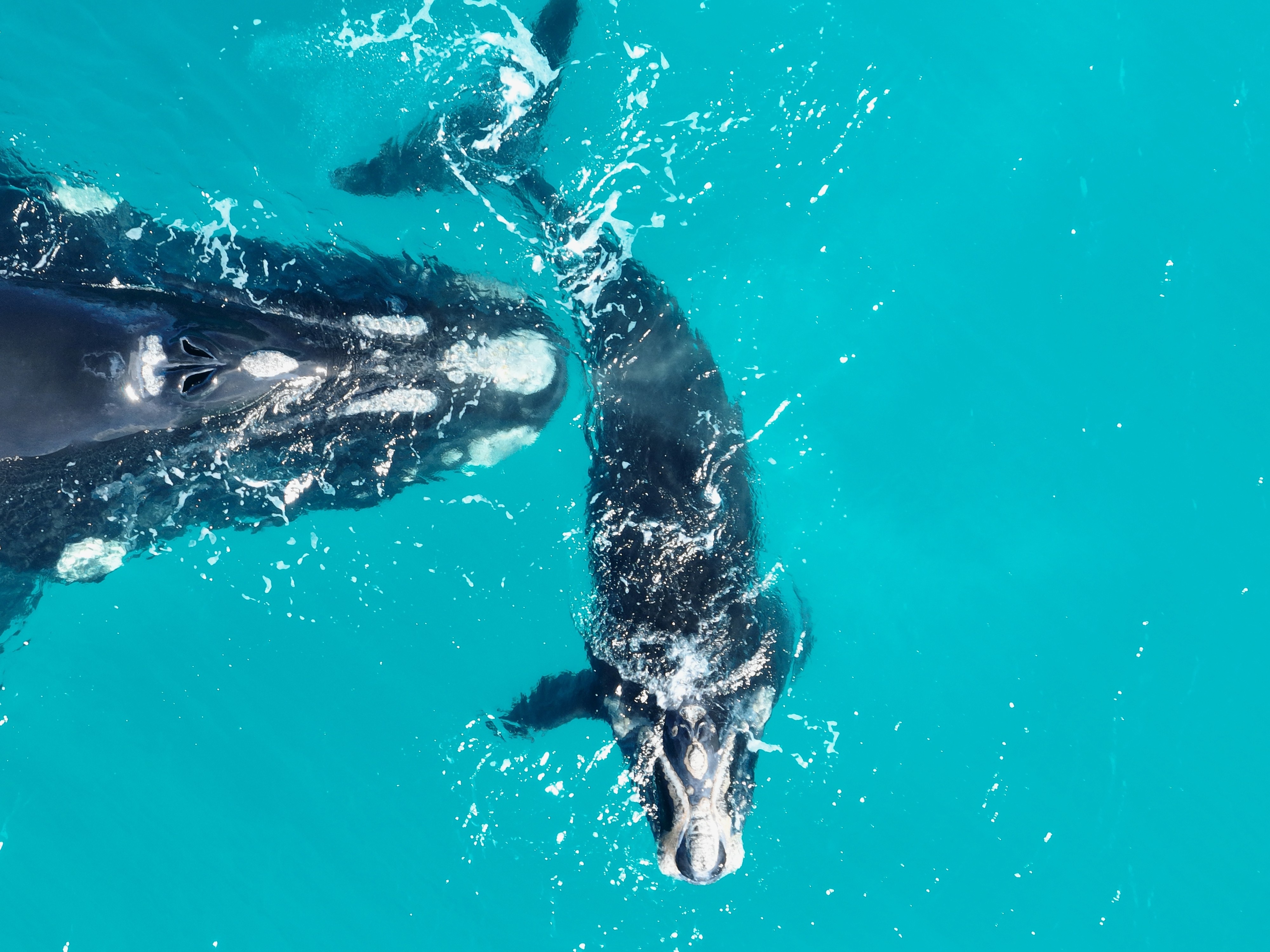 Researchers alarmed as declining southern right whale births linked to climate change