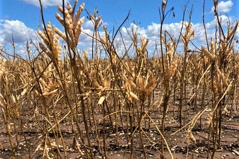 A close up image of a crop damaged by hail with hail stones on the ground.