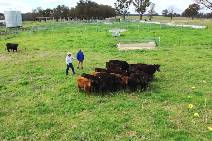 Photo of two men in a cattle yard.