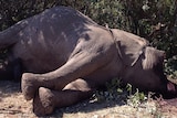 This photograph taken in 2013 shows an elephant that has been killed by poachers in the Masai Mara in Kenya