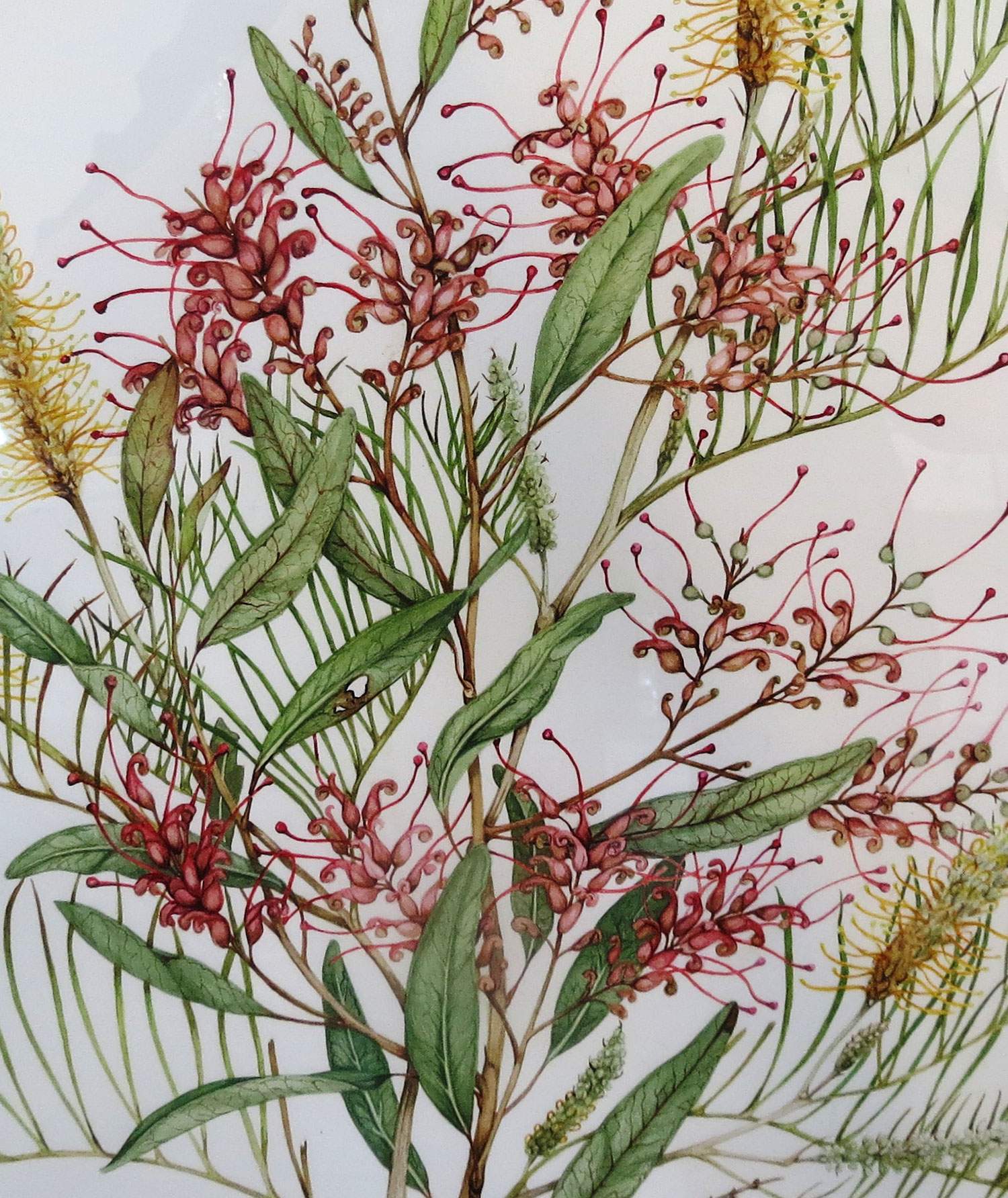 Botanical artist Jenny Mace aims for 500 paintings to record fragile
