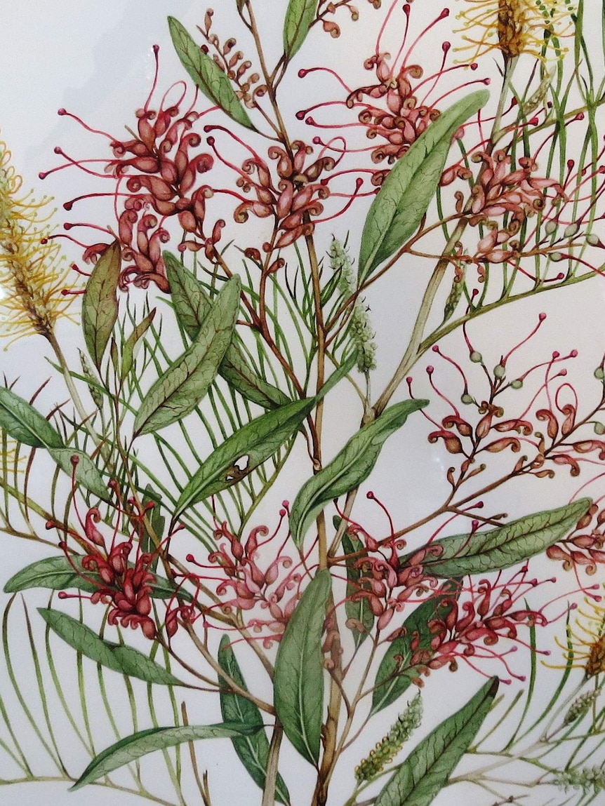 A watercolour painting by botanical artist Jenny Mace from Barcaldine in central-west Queensland