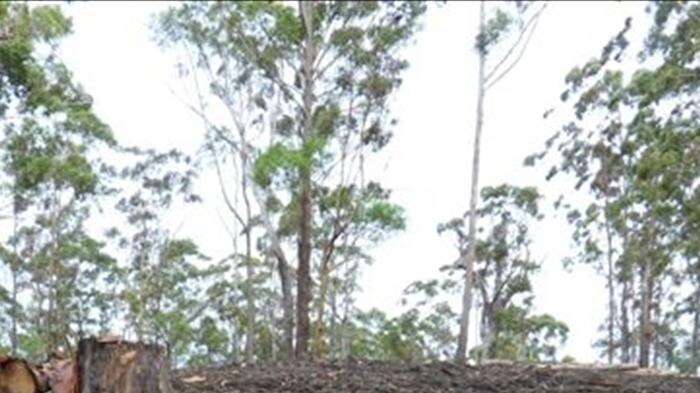 Koala trees logged in Coffs Harbour